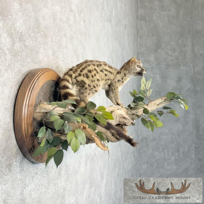 African Genet Cat Taxidermy Mount For Sale - Image 5