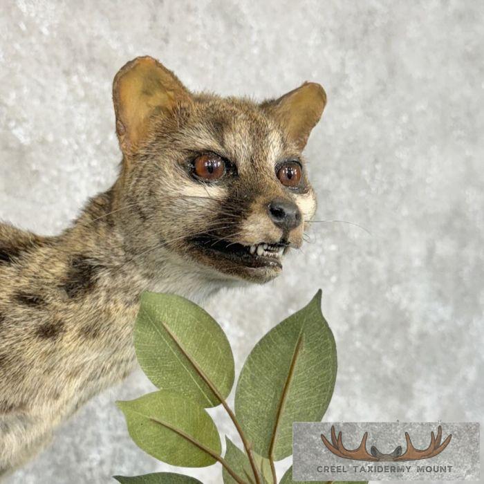 African Genet Cat Taxidermy Mount For Sale - Image 6