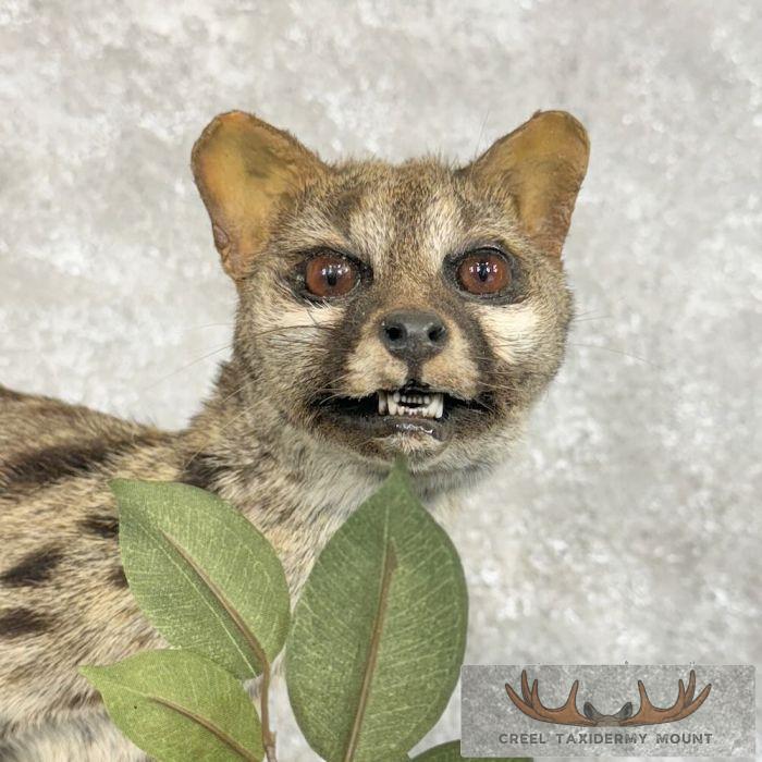 African Genet Cat Taxidermy Mount For Sale - Image 7