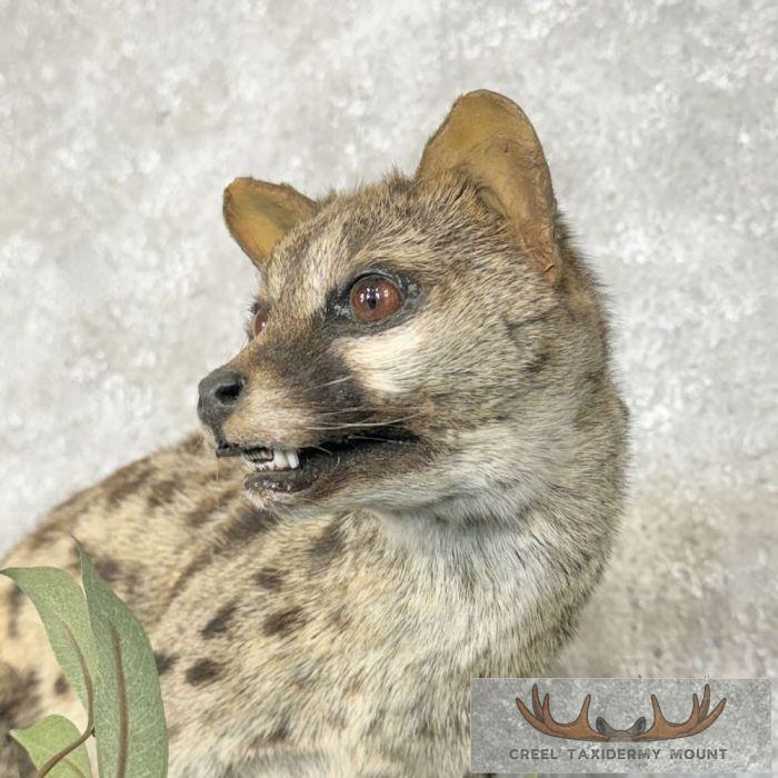 African Genet Cat Taxidermy Mount For Sale - Image 8