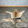 Mountain Lion Full Size Taxidermy Rug Mount For Sale - Image 10