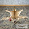 Mountain Lion Full Size Taxidermy Rug Mount For Sale - Image 2
