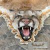 Mountain Lion Full Size Taxidermy Rug Mount For Sale - Image 3
