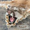 Mountain Lion Full Size Taxidermy Rug Mount For Sale - Image 4