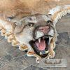 Mountain Lion Full Size Taxidermy Rug Mount For Sale - Image 5