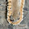 Mountain Lion Full Size Taxidermy Rug Mount For Sale - Image 6