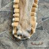 Mountain Lion Full Size Taxidermy Rug Mount For Sale - Image 7
