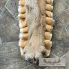 Mountain Lion Full Size Taxidermy Rug Mount For Sale - Image 8