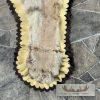 Mountain Lion Full Size Taxidermy Rug Mount For Sale - Image 9