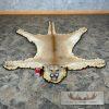 Mountain Lion Full Size Taxidermy Rug Mount For Sale - Image 2