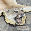 Mountain Lion Full Size Taxidermy Rug Mount For Sale - Image 3