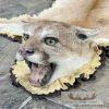 Mountain Lion Full Size Taxidermy Rug Mount For Sale - Image 5