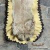 Mountain Lion Full Size Taxidermy Rug Mount For Sale - Image 6
