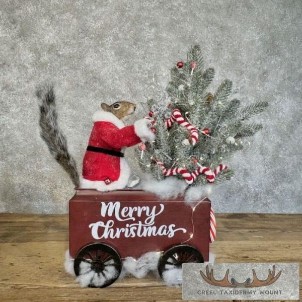 Christmas Squirrels Novelty Taxidermy Mount For Sale - Image 11