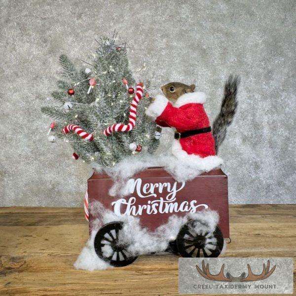 Christmas Squirrels Novelty Taxidermy Mount For Sale - Image 13