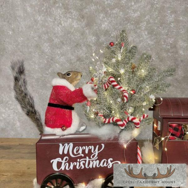 Christmas Squirrels Novelty Taxidermy Mount For Sale - Image 3