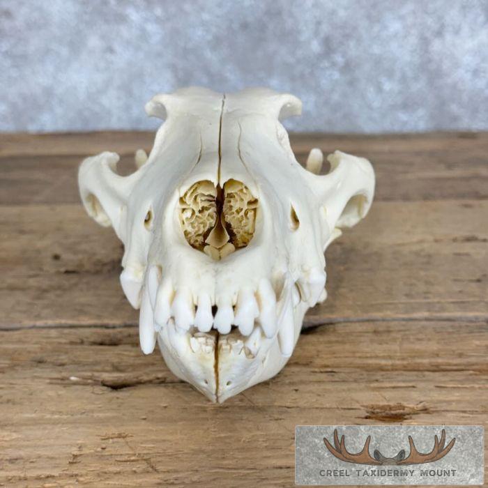 Alaskan Gray Wolf Full Skull For Sale - Image 2