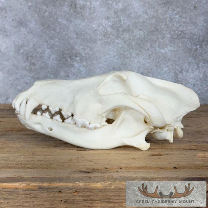 Alaskan Gray Wolf Full Skull For Sale - Image 5