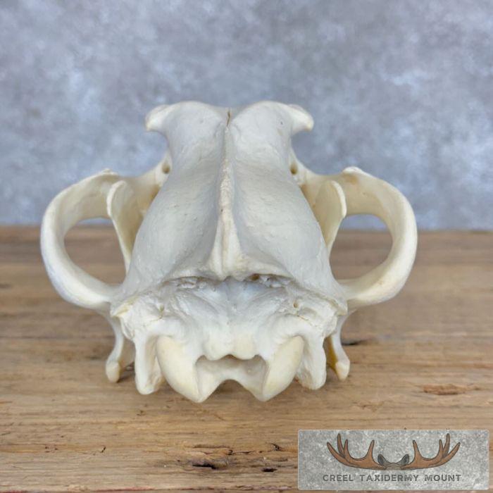 Alaskan Gray Wolf Full Skull For Sale - Image 6