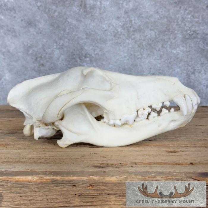 Alaskan Gray Wolf Full Skull For Sale - Image 7