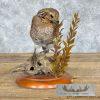 Bobwhite Quail Taxidermy Bird Mount For Sale - Image 2