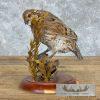 Bobwhite Quail Taxidermy Bird Mount For Sale - Image 3