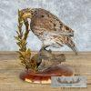 Bobwhite Quail Taxidermy Bird Mount For Sale - Image 4