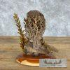 Bobwhite Quail Taxidermy Bird Mount For Sale - Image 5