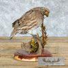 Bobwhite Quail Taxidermy Bird Mount For Sale - Image 6