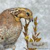 Bobwhite Quail Taxidermy Bird Mount For Sale - Image 7