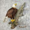 Reproduction Bald Eagle Taxidermy Bird Mount For Sale - Image 2