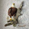 Reproduction Bald Eagle Taxidermy Bird Mount For Sale - Image 3