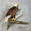 Reproduction Bald Eagle Taxidermy Bird Mount For Sale - Image 4