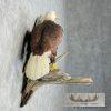 Reproduction Bald Eagle Taxidermy Bird Mount For Sale - Image 5