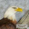 Reproduction Bald Eagle Taxidermy Bird Mount For Sale - Image 6
