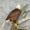 Reproduction Bald Eagle Taxidermy Bird Mount For Sale - Image 7