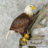 Reproduction Bald Eagle Taxidermy Bird Mount For Sale - Image 8