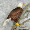 Reproduction Bald Eagle Taxidermy Bird Mount For Sale - Image 9