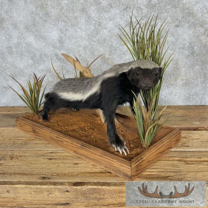 Badger Rug Mount Honey Badger Life-Size Taxidermy For Sale | Creel Taxidermy