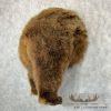 Brown Bear Rear Taxidermy Mount For Sale - Image 2
