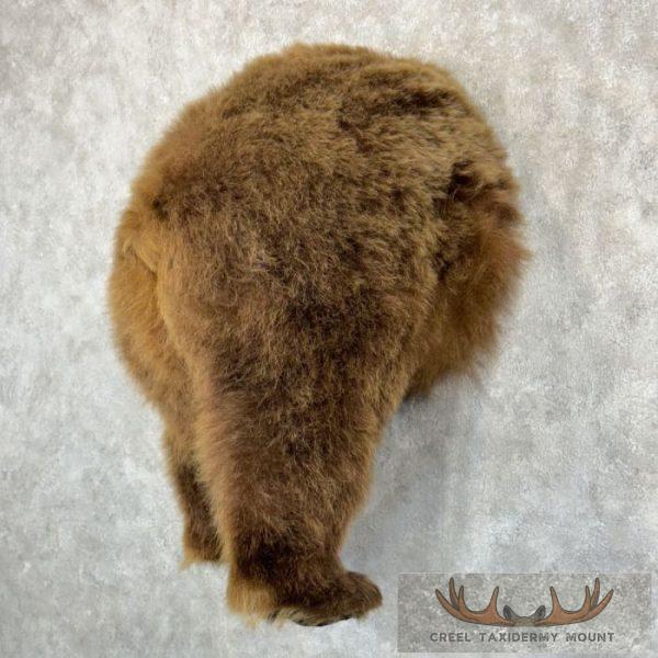 Brown Bear Rear Taxidermy Mount For Sale - Image 2