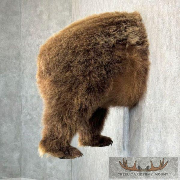 Brown Bear Rear Taxidermy Mount For Sale - Image 3