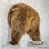 Brown Bear Rear Taxidermy Mount For Sale - Image 4