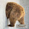 Brown Bear Rear Taxidermy Mount For Sale - Image 5