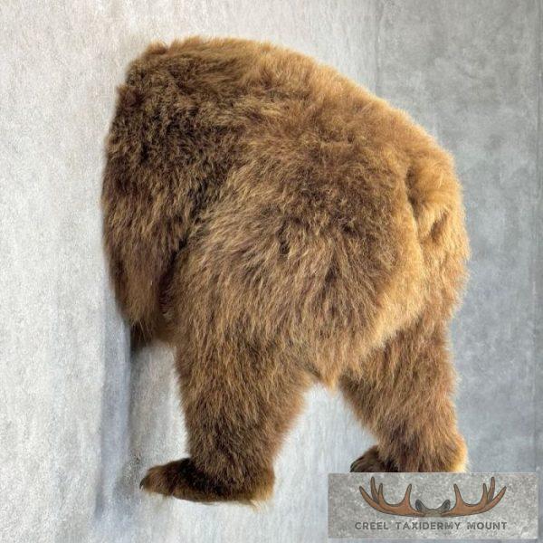 Brown Bear Rear Taxidermy Mount For Sale - Image 5