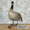 Cackling (Richardson's) Goose Taxidermy Bird Mount For Sale - Image 2
