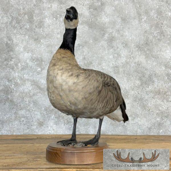 Cackling (Richardson's) Goose Taxidermy Bird Mount For Sale - Image 2