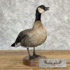 Cackling (Richardson's) Goose Taxidermy Bird Mount For Sale - Image 3