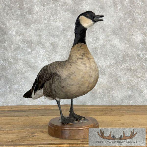 Cackling (Richardson's) Goose Taxidermy Bird Mount For Sale - Image 3