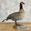 Cackling (Richardson's) Goose Taxidermy Bird Mount For Sale - Image 4